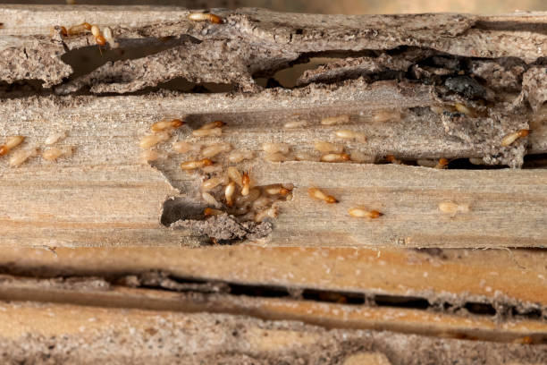 Best Termite Control Services  in Westbury, NY